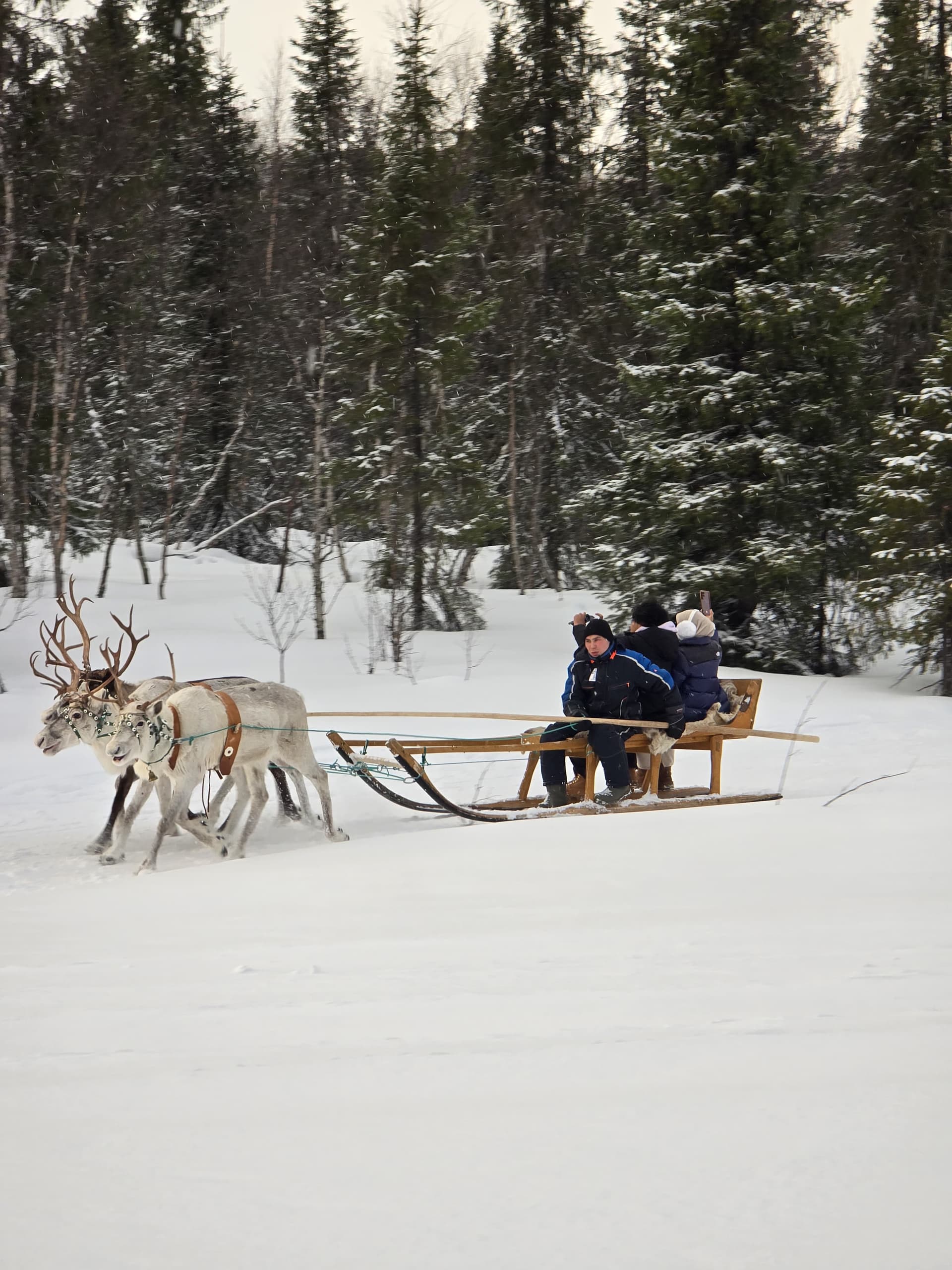 Naik Rusa di Tundra